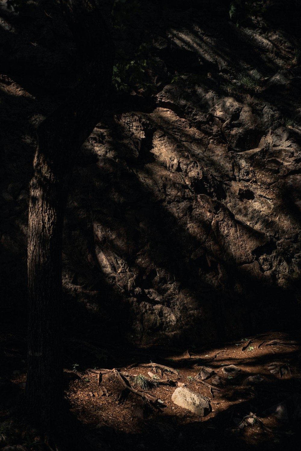 brown tree trunk on brown soil