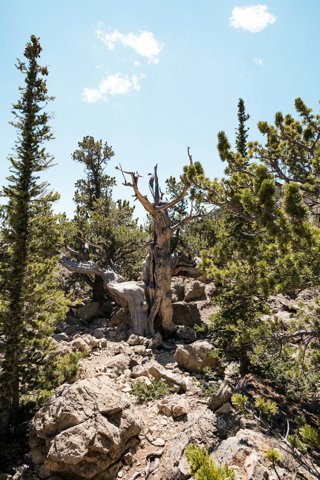 green trees on rocky hill during daytime