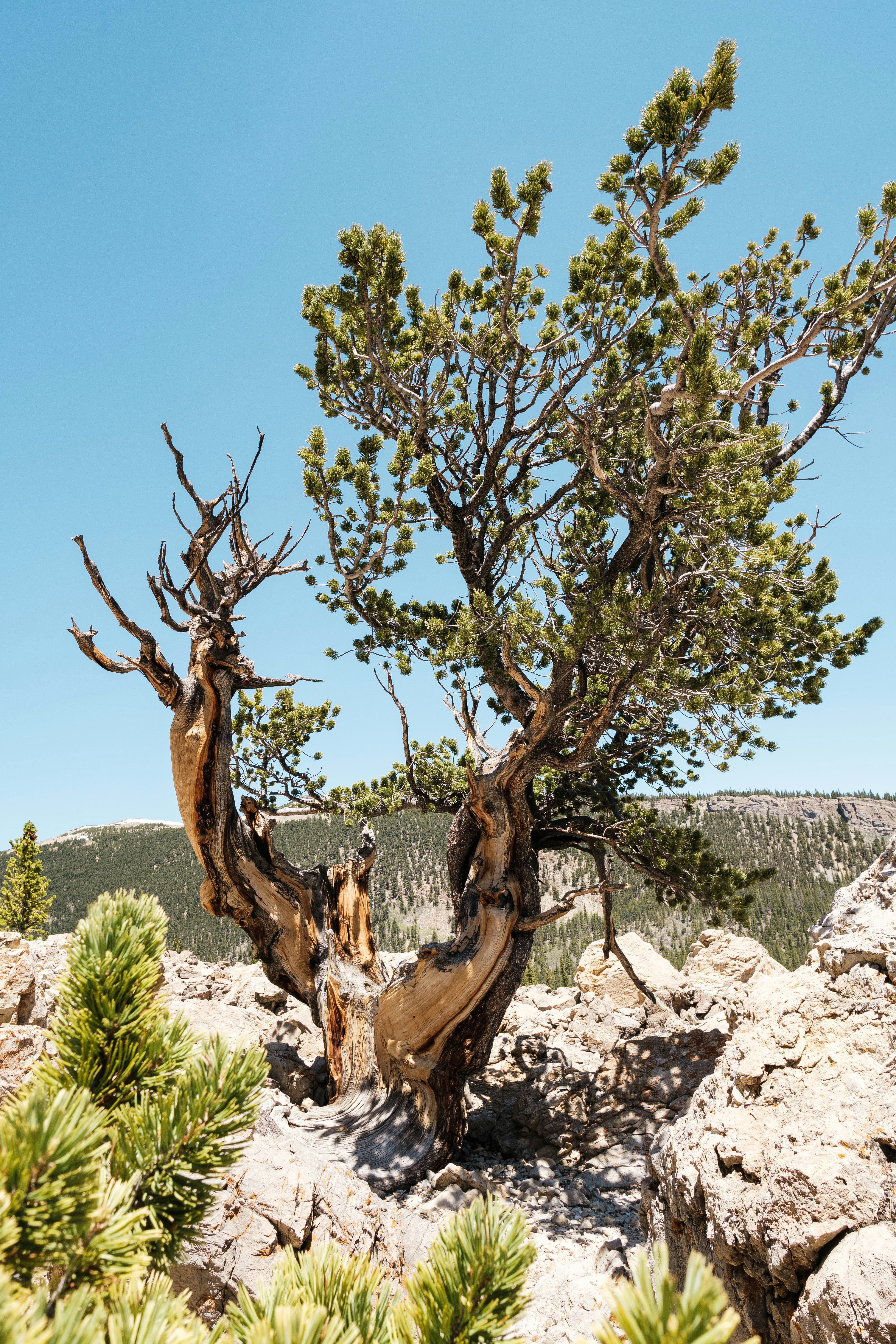 brown tree trunk on gray rock during daytime