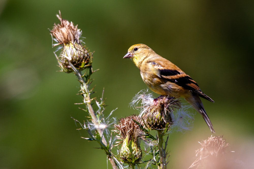 pássaro amarelo e preto na planta marrom