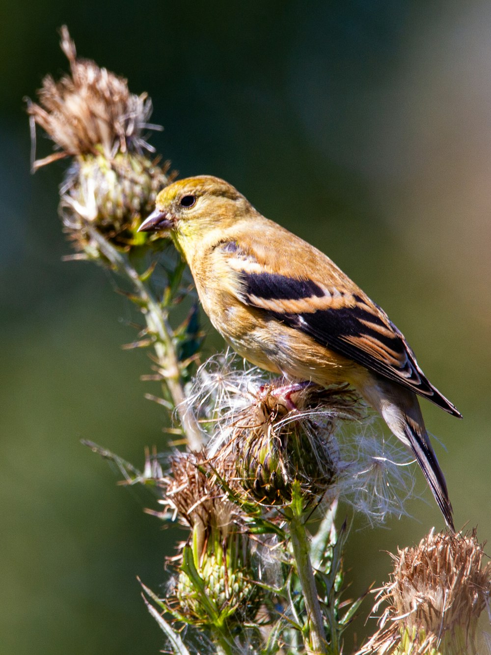 oiseau jaune et noir sur plante brune