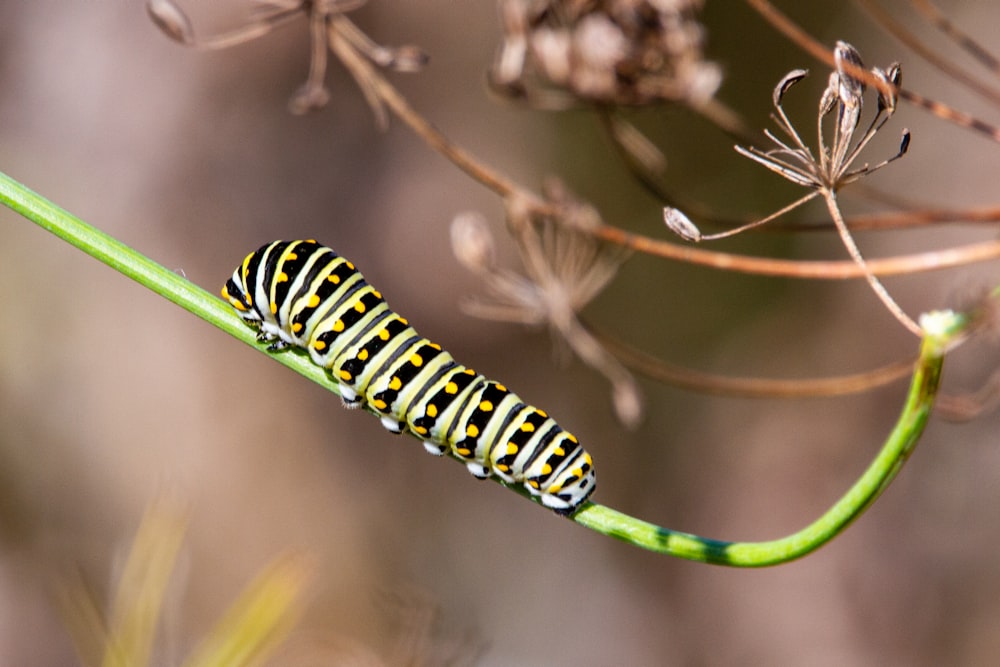 green and black caterpillar on brown stem