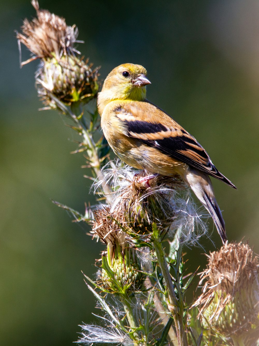 pájaro amarillo y negro sobre planta verde