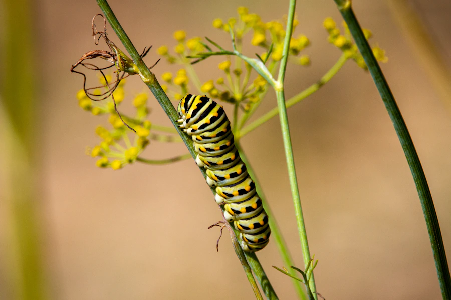 A black and yellow monarch caterpillar on a plant stem