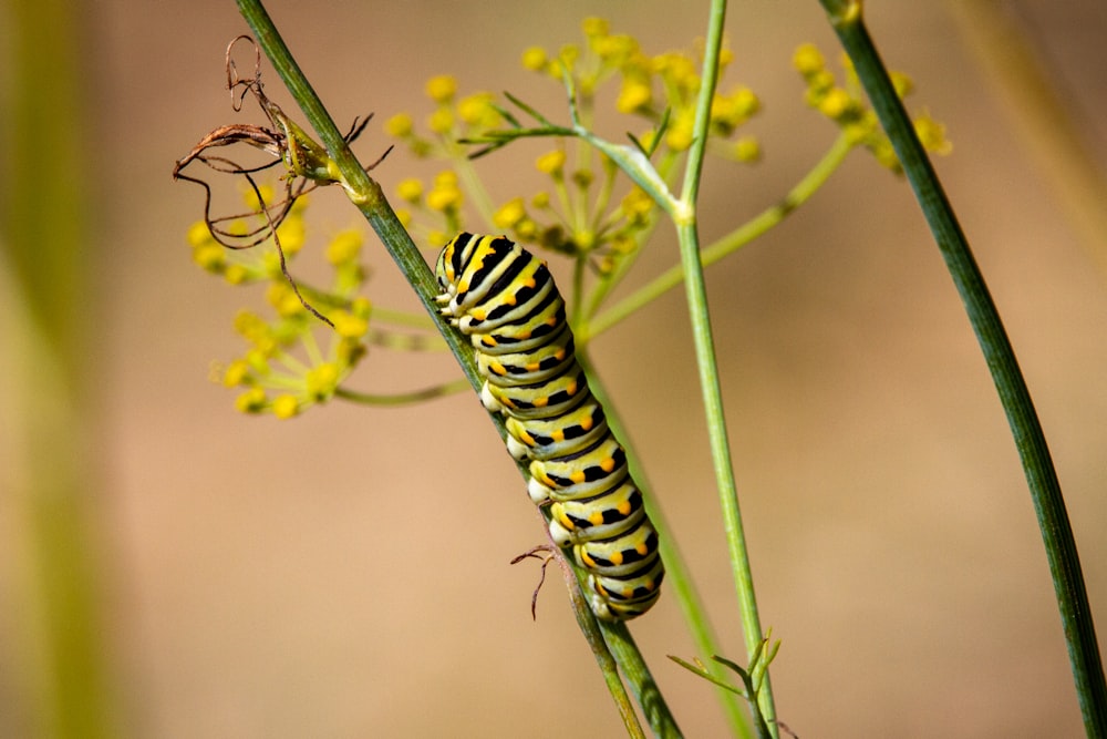 black and yellow caterpillar on green plant stem