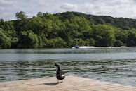 A duck stands on a wooden dock overlooking a serene body of water. In the distance, a speedboat is moving swiftly across the lake, leaving a wake behind. Lush green trees cover the hills on the opposite shore under a partly cloudy sky.
