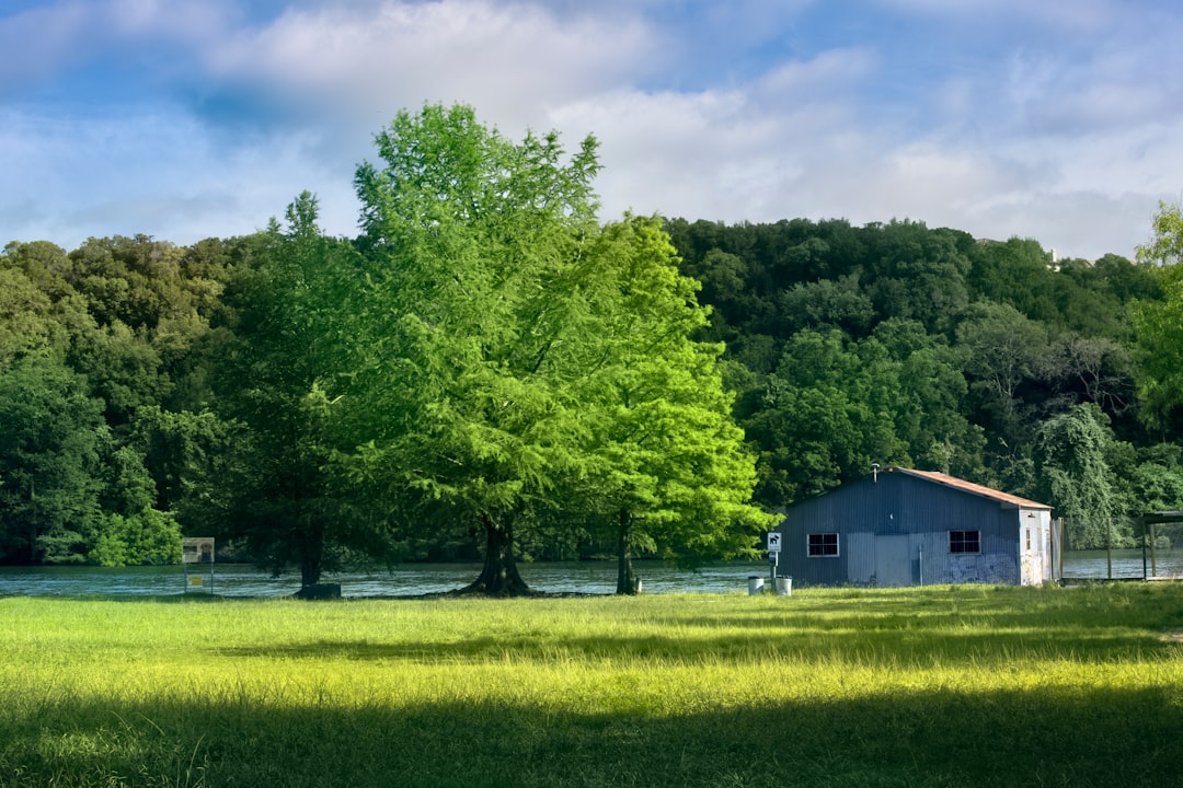 green tree on green grass field during daytime