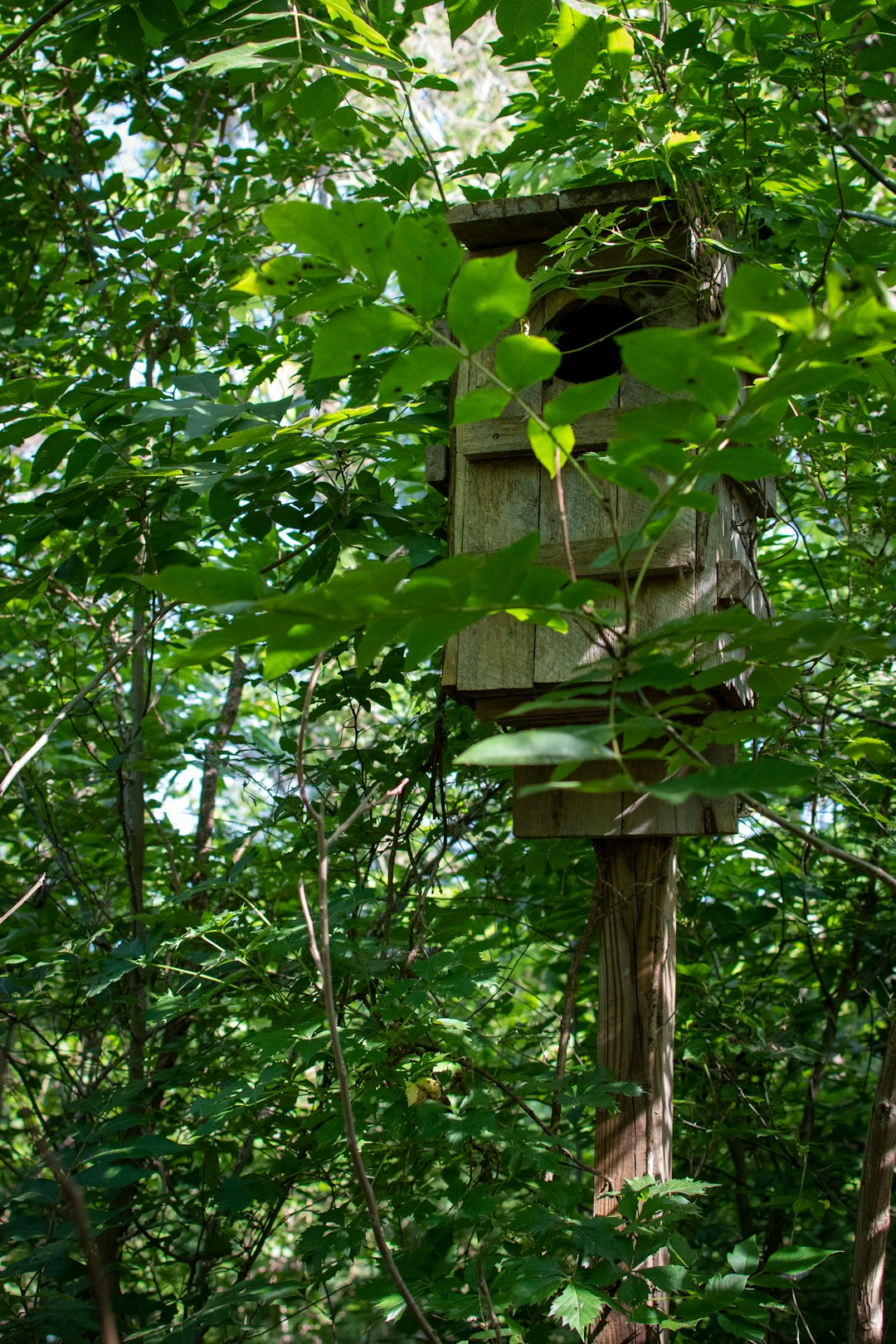 brown wooden birdhouse on tree