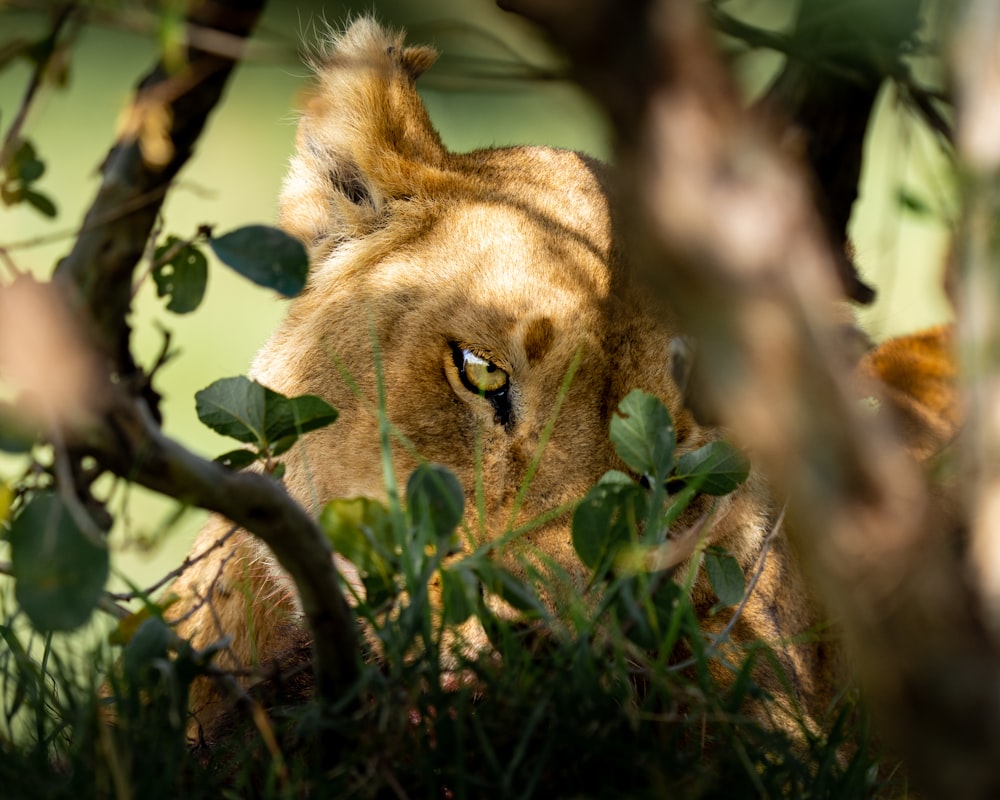 brown lioness on green grass during daytime