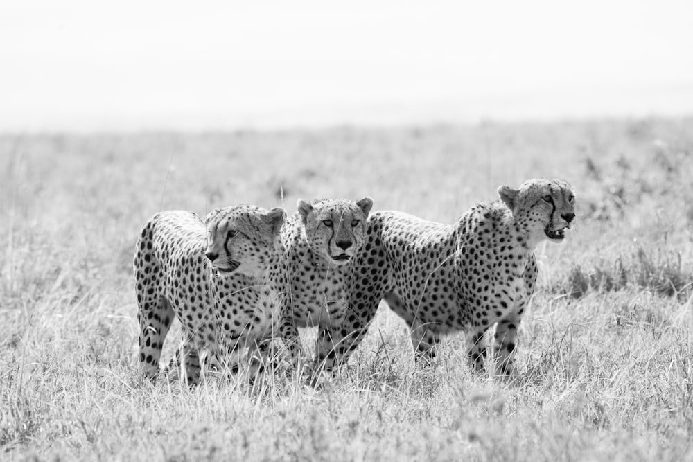 grayscale photo of 2 cheetah walking on grass field