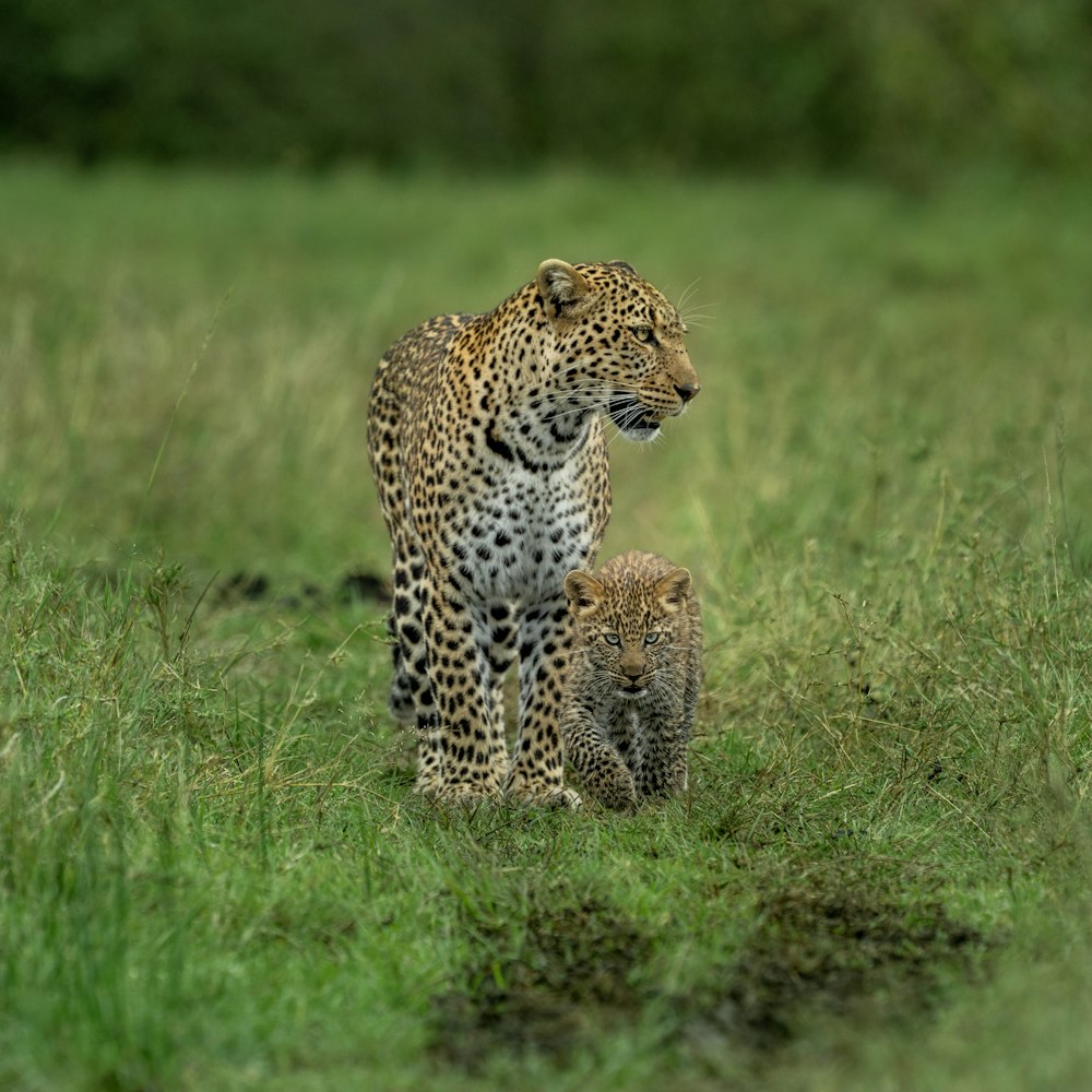 ghepardo sul campo di erba verde durante il giorno