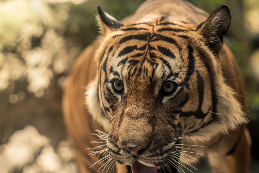 brown and black tiger in close up photography during daytime