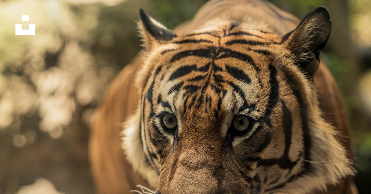 Brown And Black Tiger In Close Up Photography During Daytime Photo brown-and-black-tiger-in-close-up-photography-during-daytime-photo
