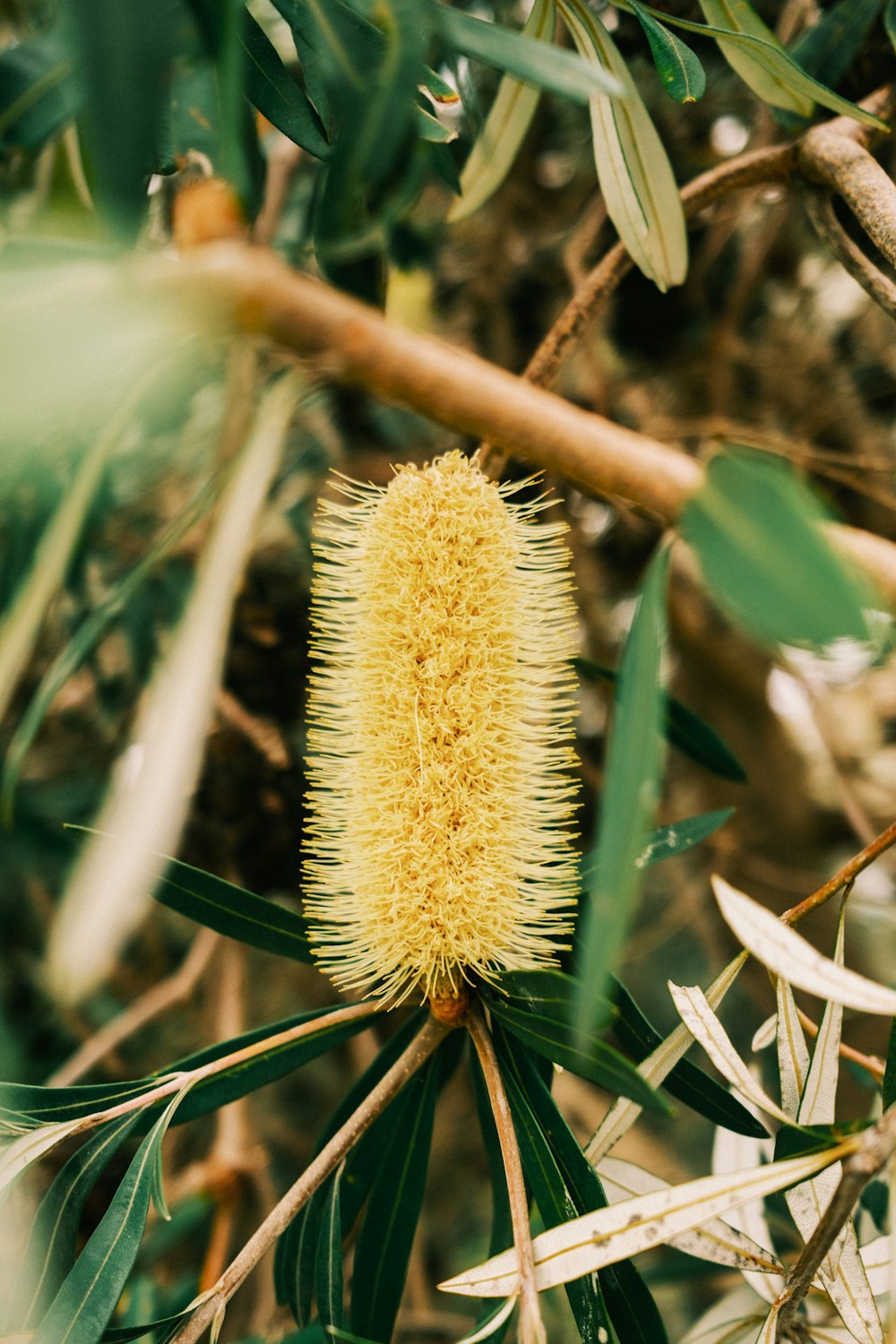 yellow and green plant in close up photography