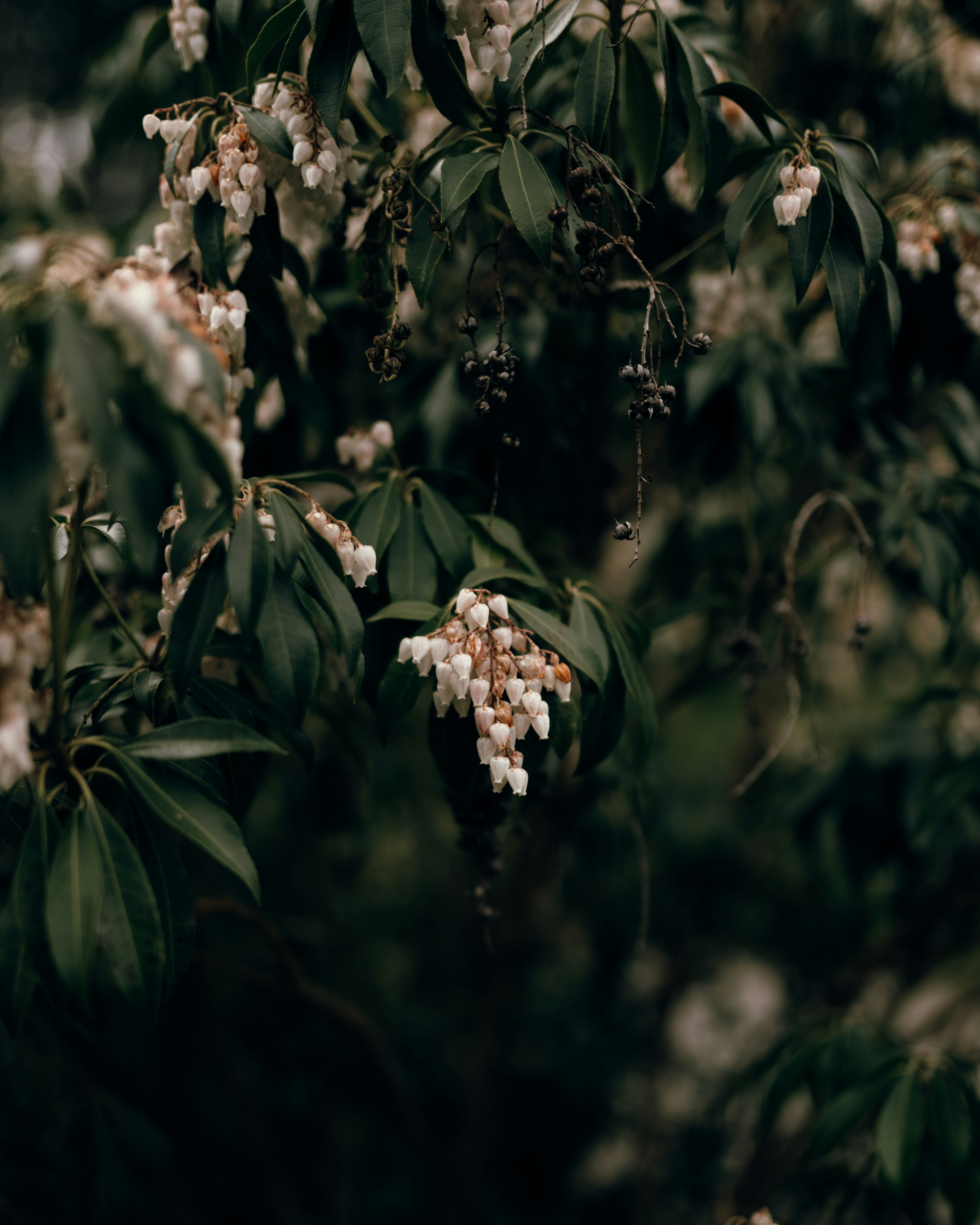 white flowers in tilt shift lens