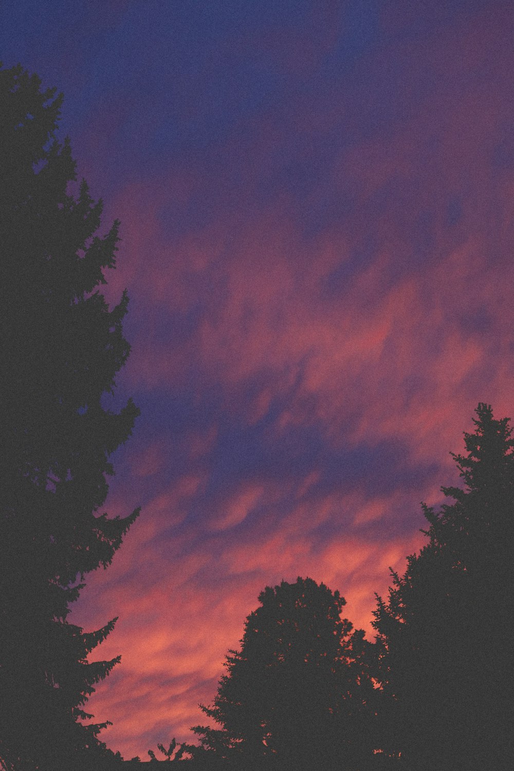 silhouette of trees under orange and blue sky