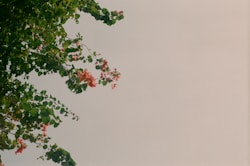 green tree under white sky