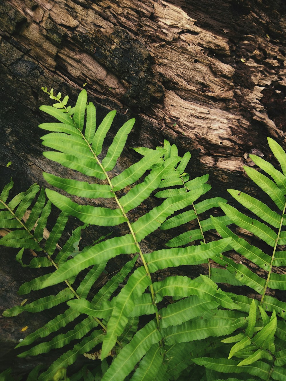 Plante de fougère verte sur tronc d’arbre brun