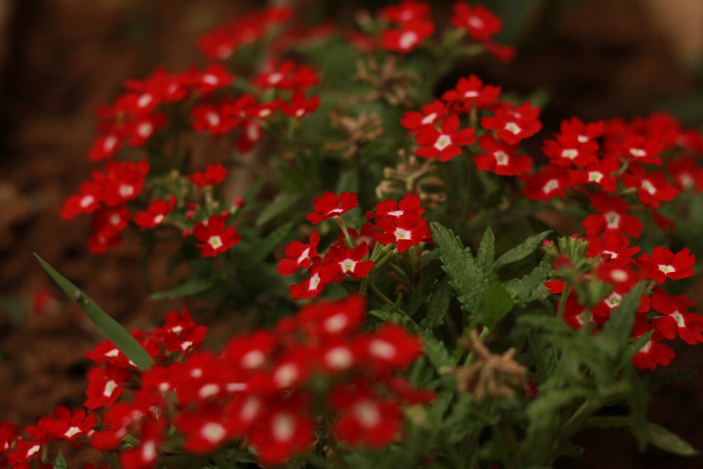 red flowers with green leaves