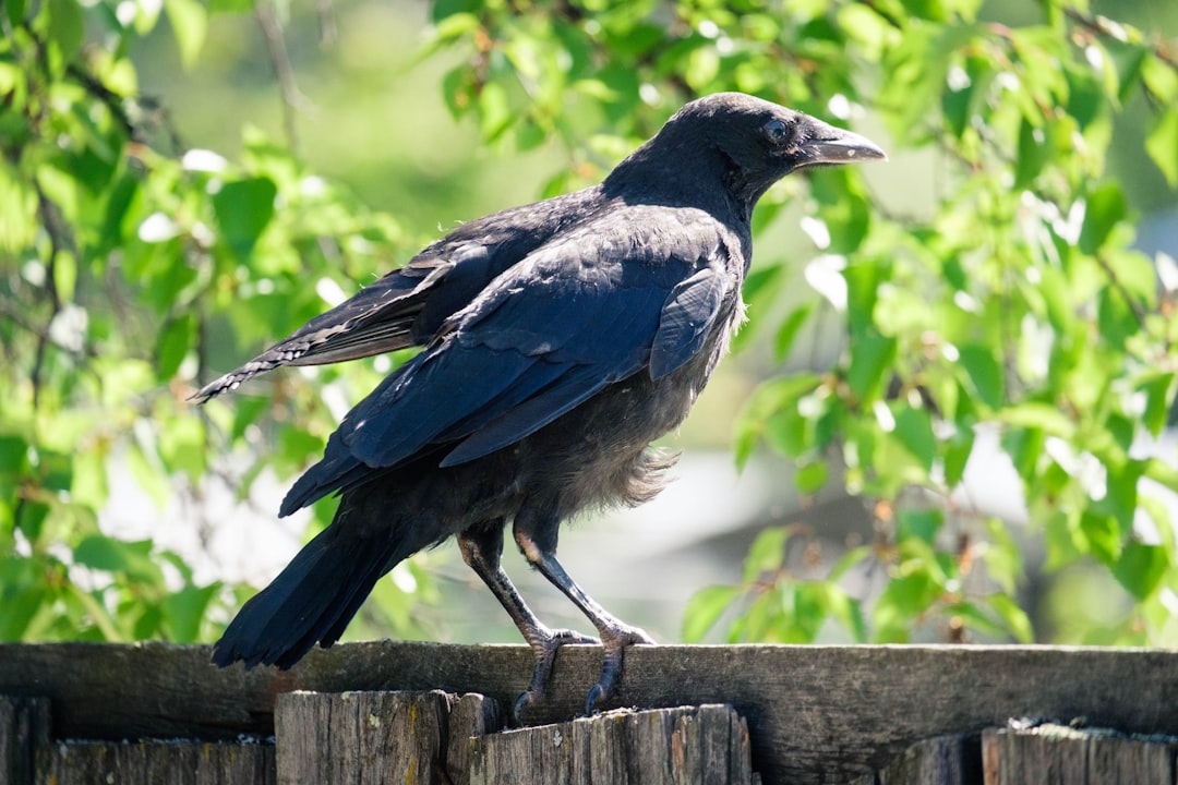 blue and black bird on brown wooden fence during daytime