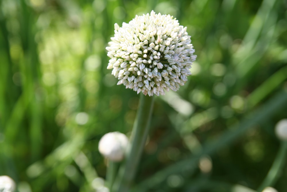 white flower in tilt shift lens