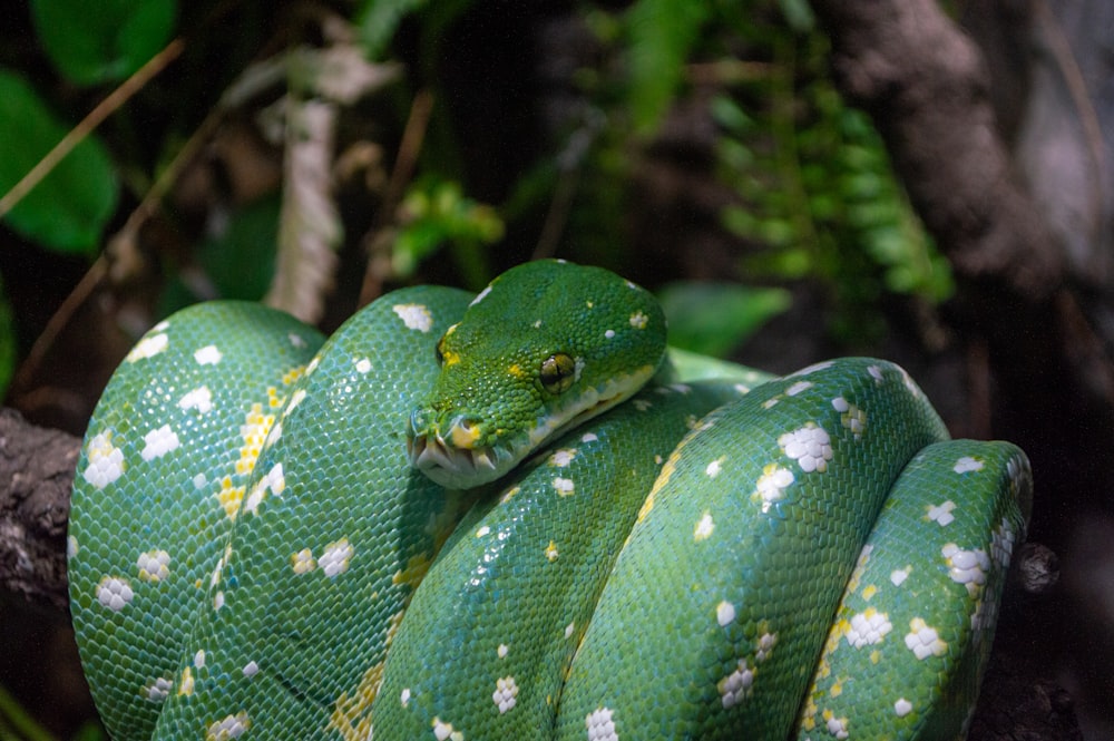 green snake on tree branch