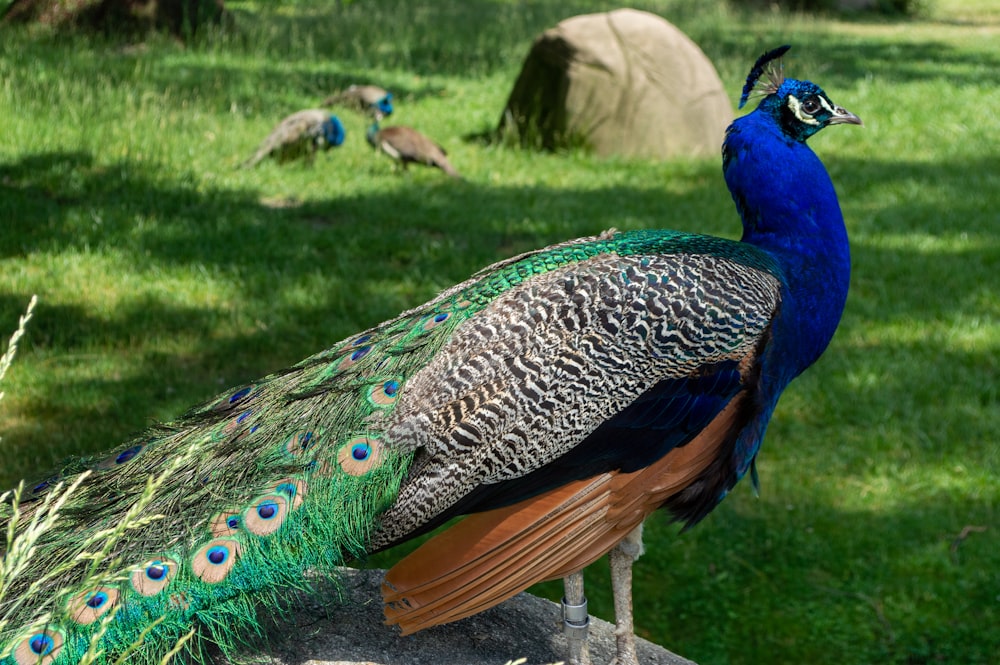 blue peacock on green grass during daytime