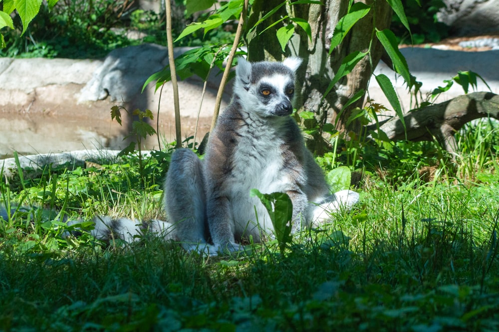 gray and white lemur on green grass during daytime