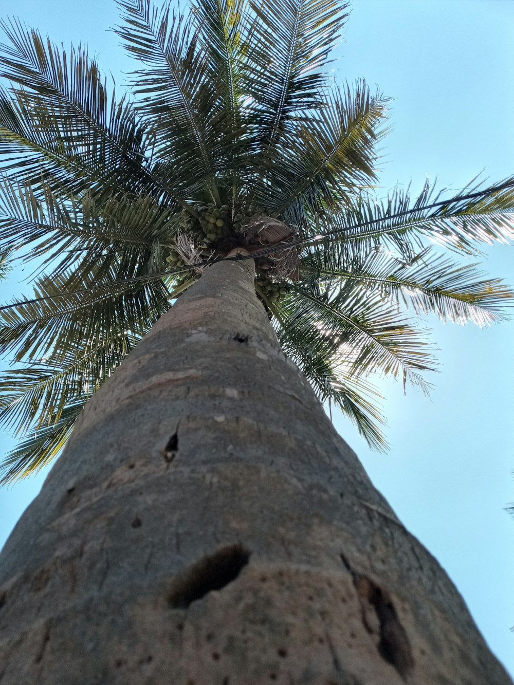 palm tree under blue sky during daytime