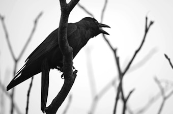 A crow perched on a branch with its beak open, silhouetted against a pale background. The branches are bare, indicating a leafless setting, possibly in winter or early spring.