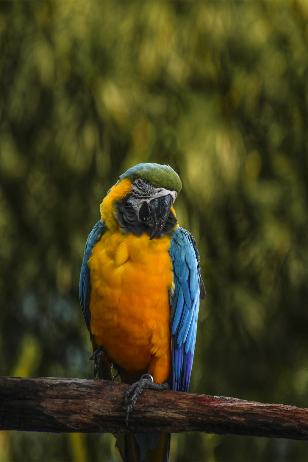 blue yellow and orange parrot