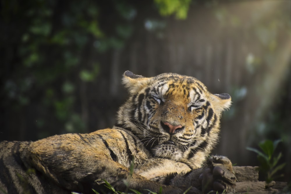 brown and black tiger lying on brown wooden log during daytime