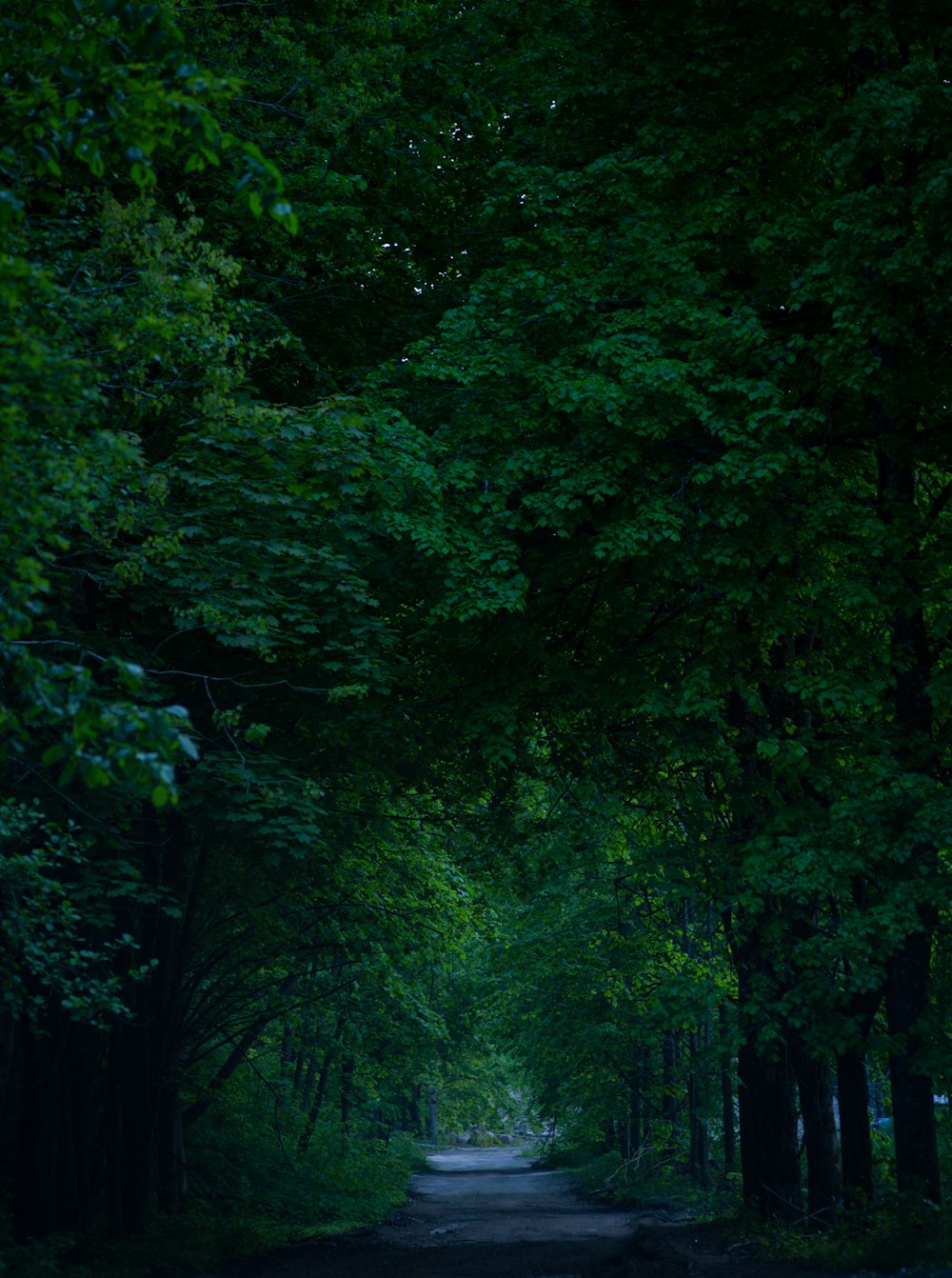 green trees and plants during daytime