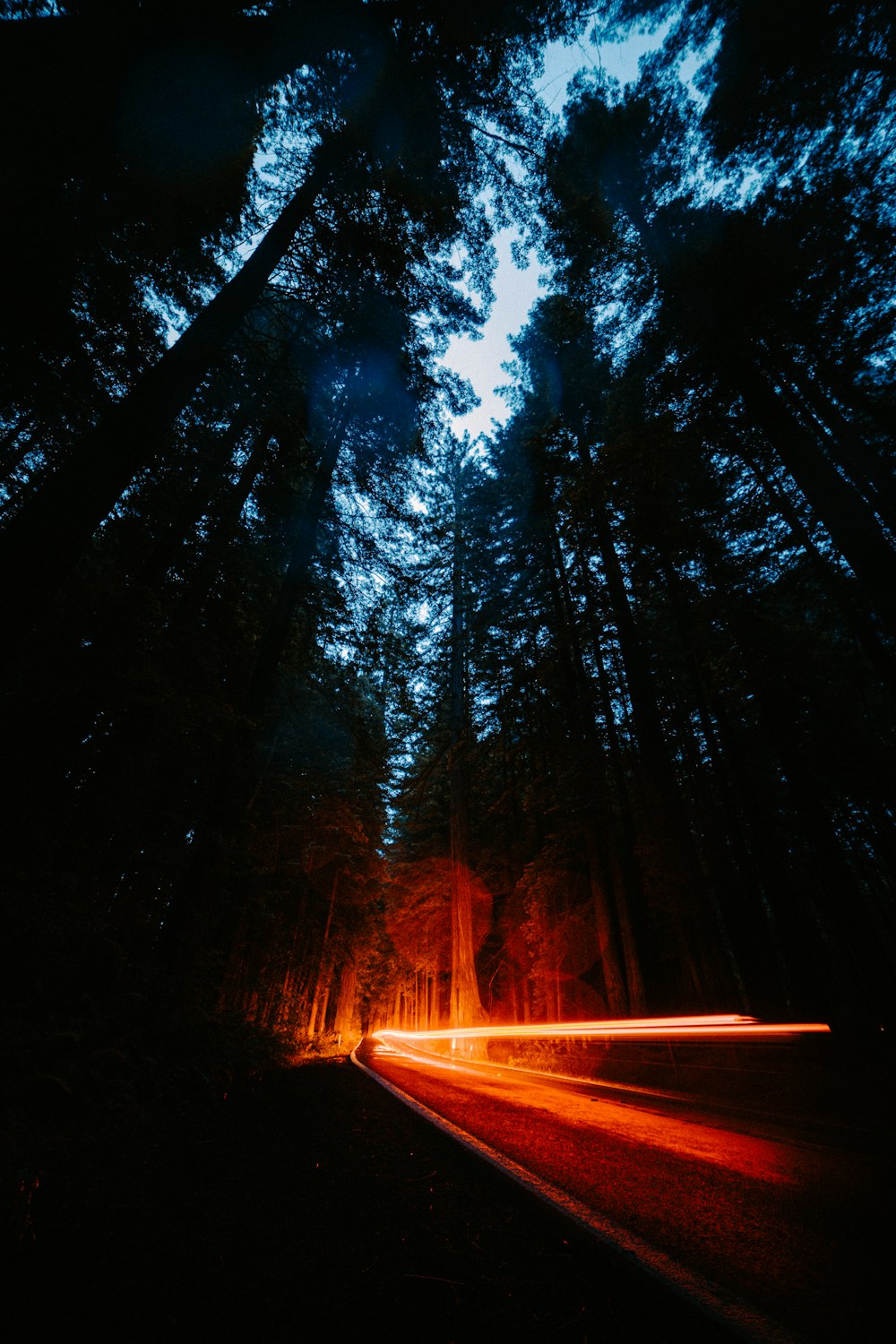 sun light passing through trees