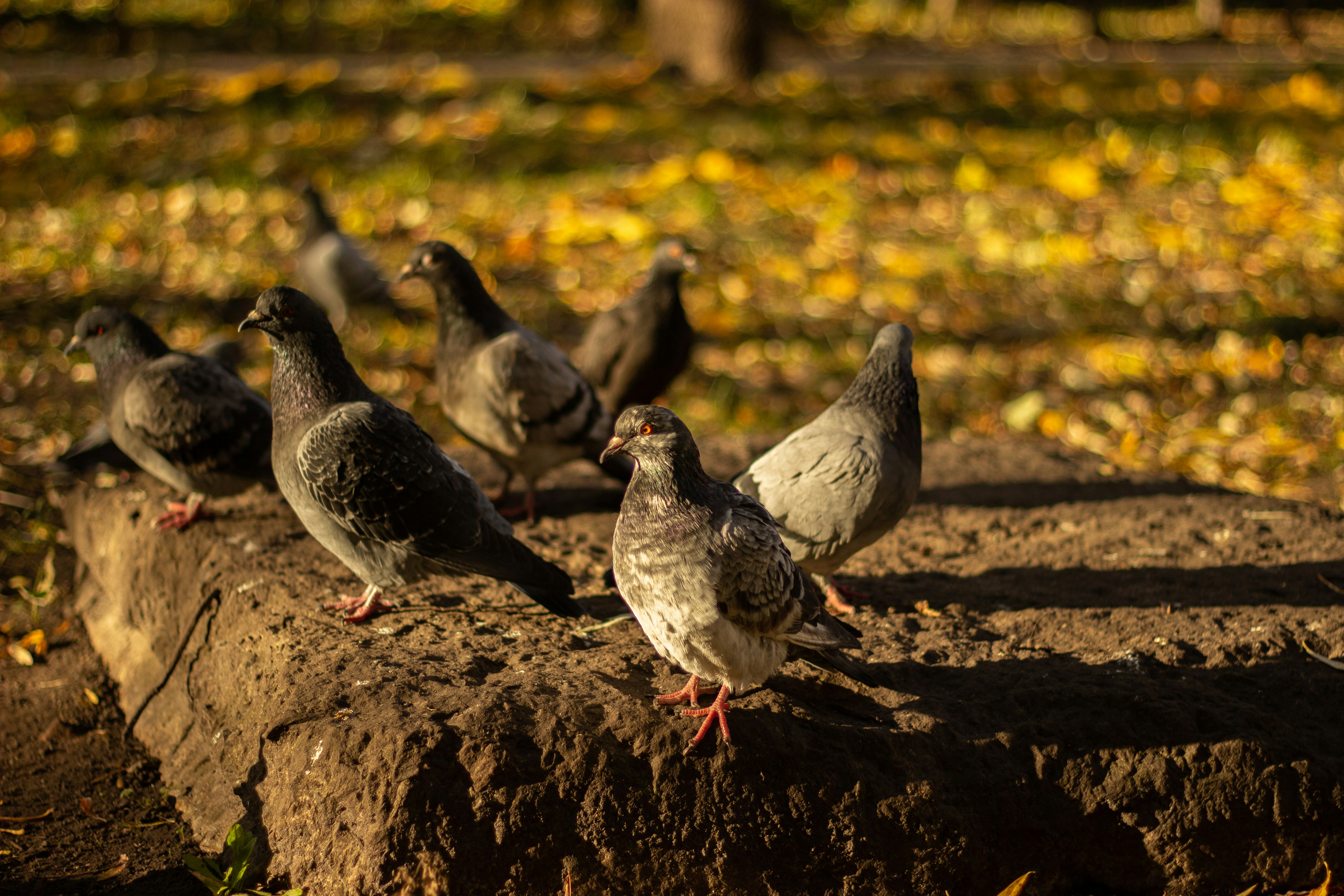 Photo by nocturnal_corvus