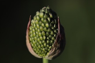 green and red flower bud