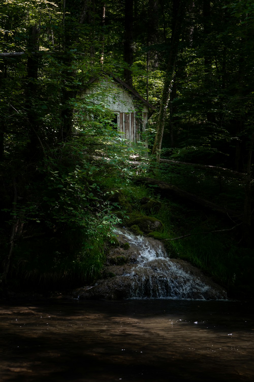 river in the middle of forest