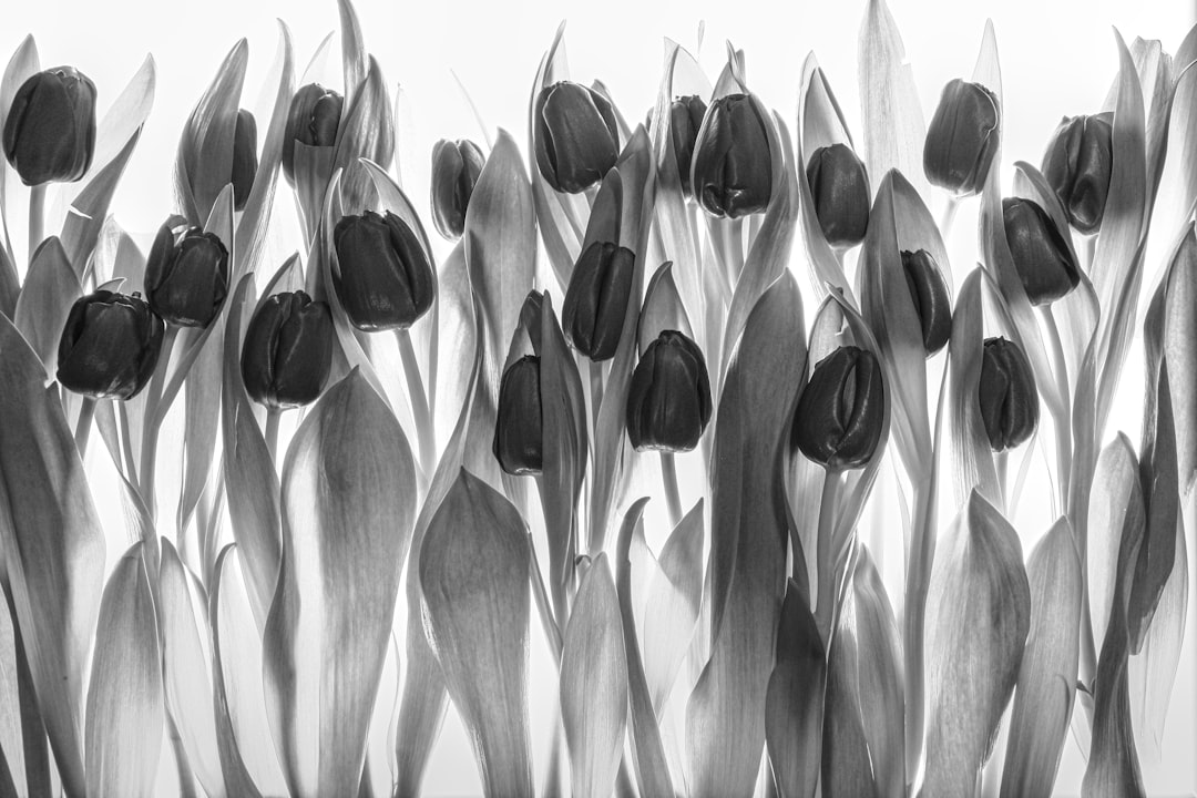 grayscale photo of flower buds