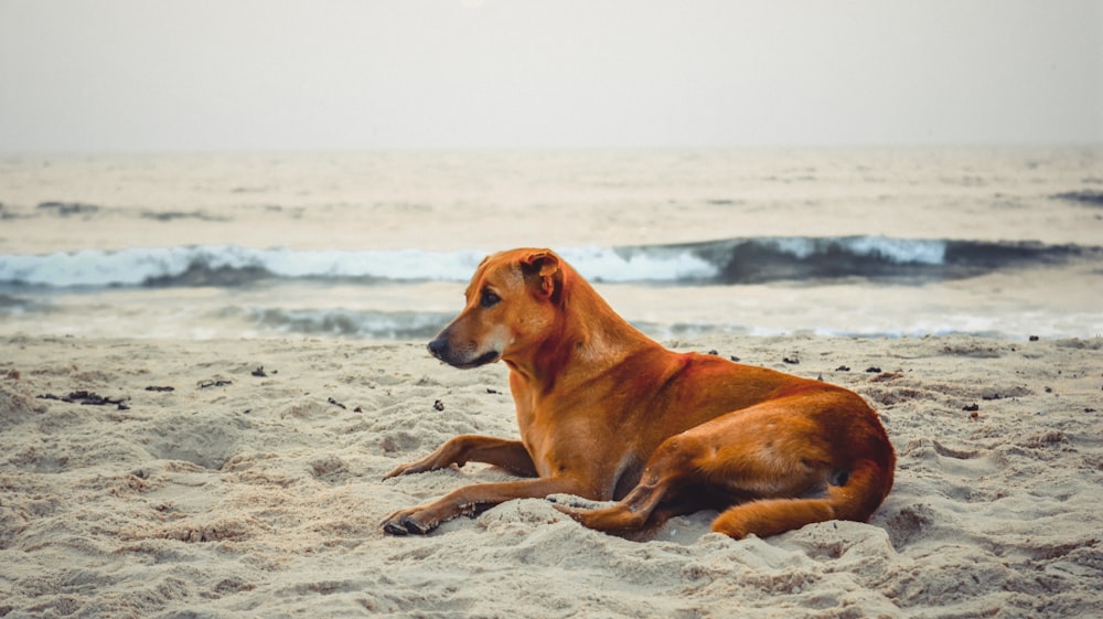 brown short coated dog lying on white sand during daytime