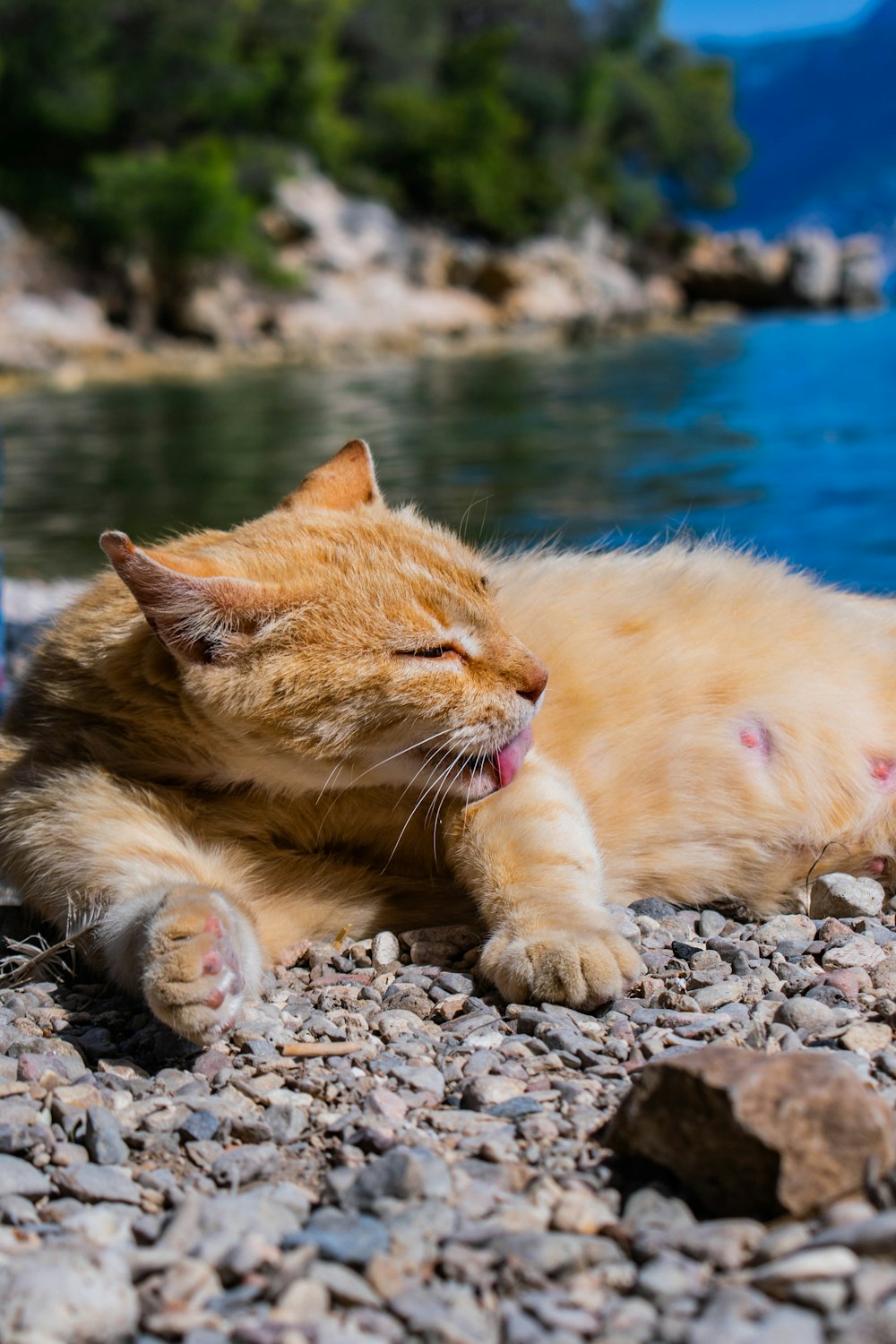 orange tabby cat lying on rocky ground beside body of water during daytime