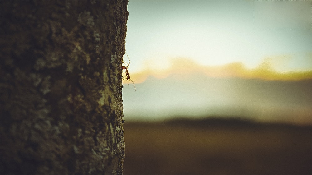 brown ant on brown tree trunk during daytime
