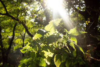 A vibrant green forest canopy bathed in soft morning light.