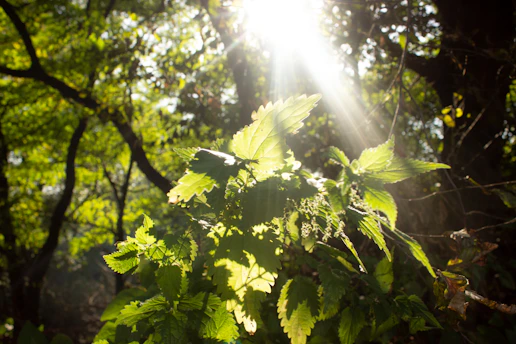 A vibrant green forest canopy bathed in soft morning light.
