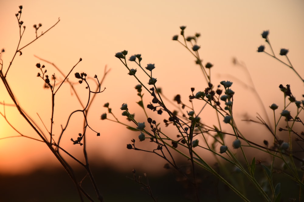 silhouette of plant during sunset