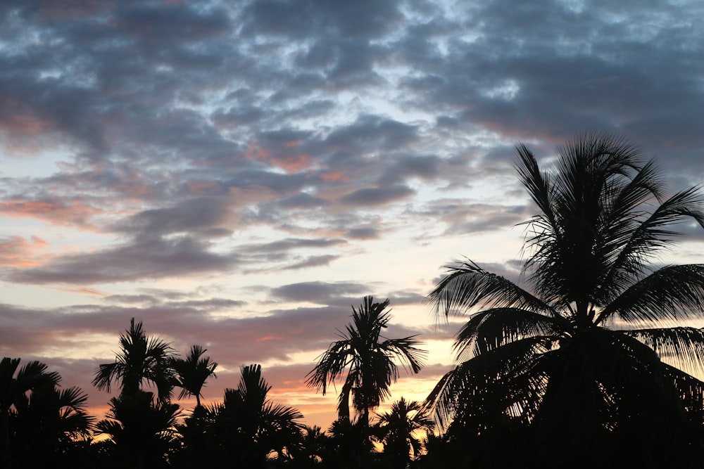 palm tree under cloudy sky during sunset