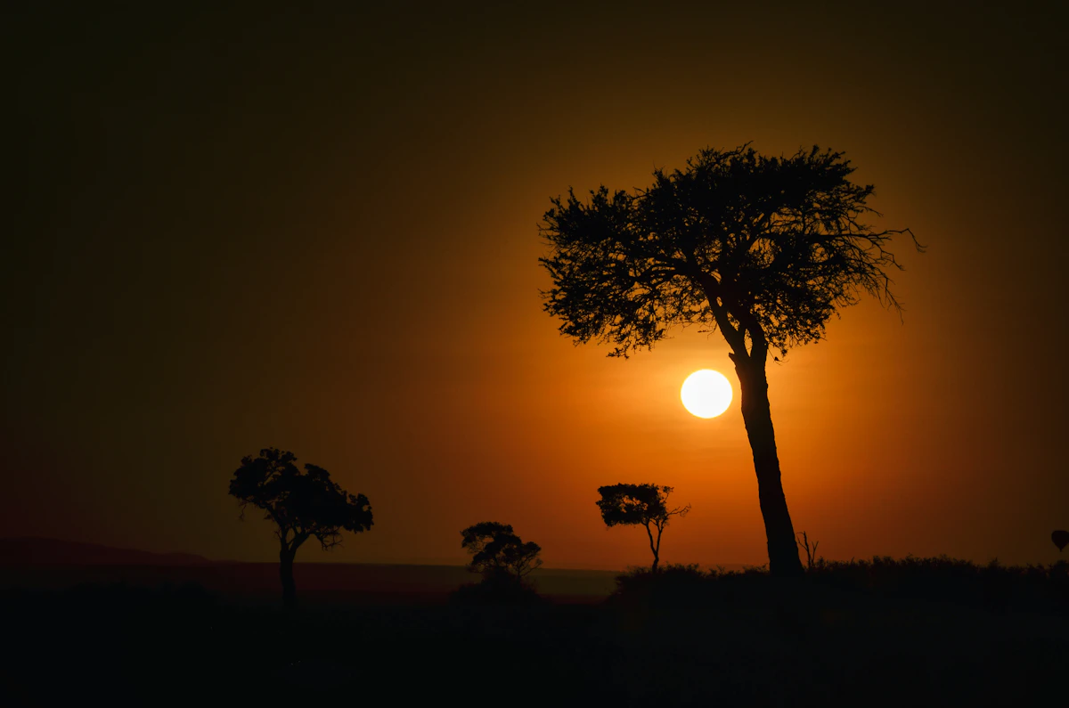 Acacia tree silhouette at sunset in Masai Mara National Reserve