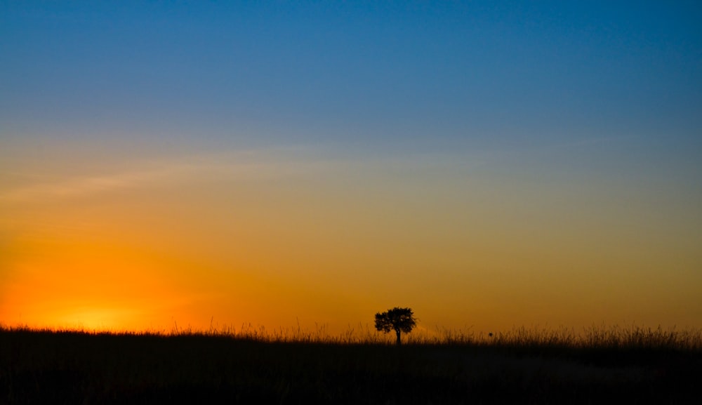 silhouette of trees during sunset