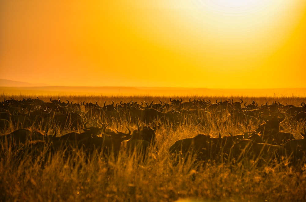 silhouette of grass during sunset