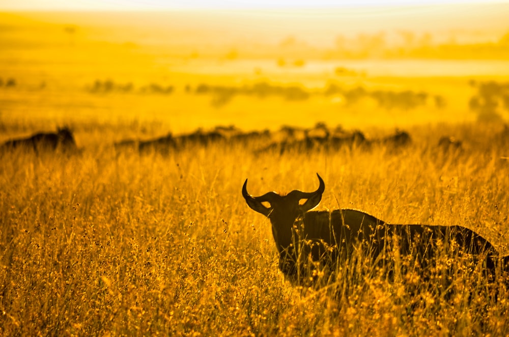 black and brown animal on brown grass field during daytime