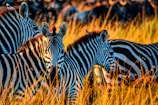 zebra on brown grass field during daytime